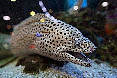 大型多人异步游戏《幻影深渊》10月20日登陆XSX 同步上线XGP